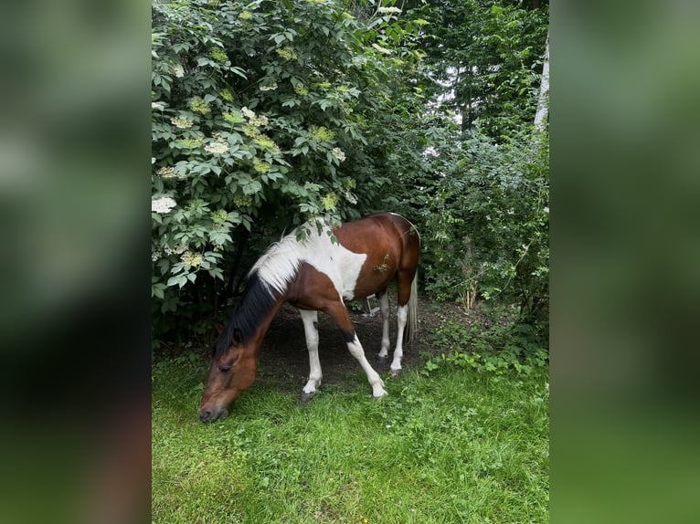 Cheval de sport irlandais Croisé Hongre 8 Ans 149 cm Pinto in Hannover