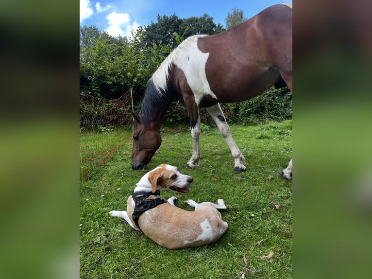 Cheval de sport irlandais Croisé Hongre 8 Ans 149 cm Pinto in Hannover