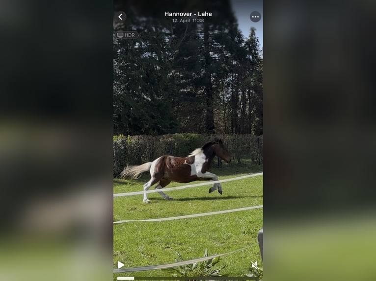 Cheval de sport irlandais Croisé Hongre 8 Ans 149 cm Pinto in Hannover