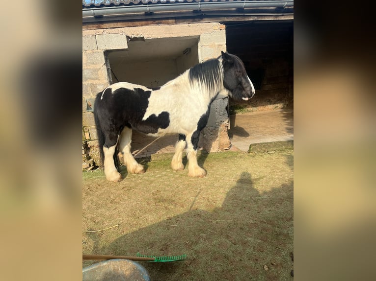 Cheval de sport irlandais Hongre 8 Ans 156 cm Pinto in B&#xFC;dingen