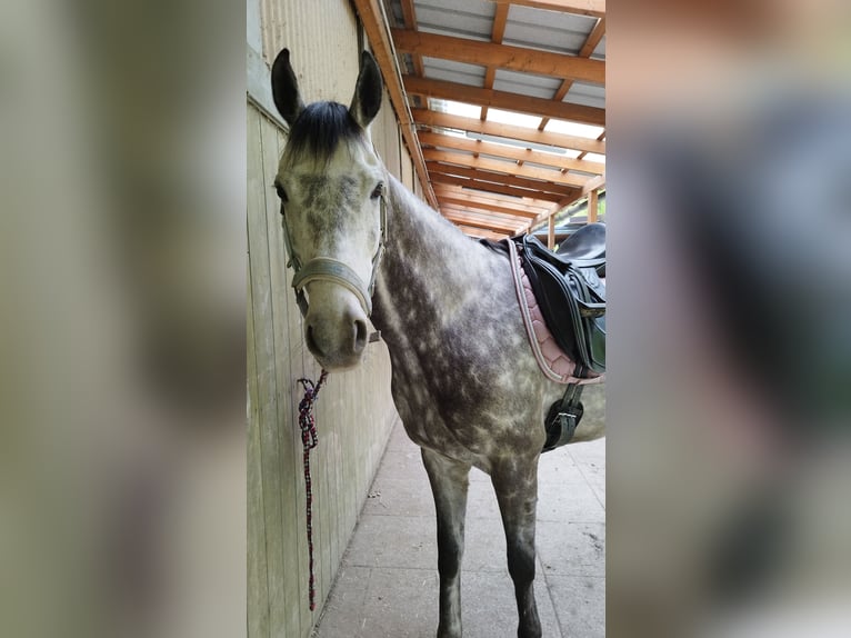 Cheval de sport irlandais Hongre 8 Ans 157 cm Gris in Poggersdorf