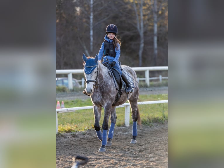 Cheval de sport irlandais Hongre 8 Ans 157 cm Gris in Poggersdorf