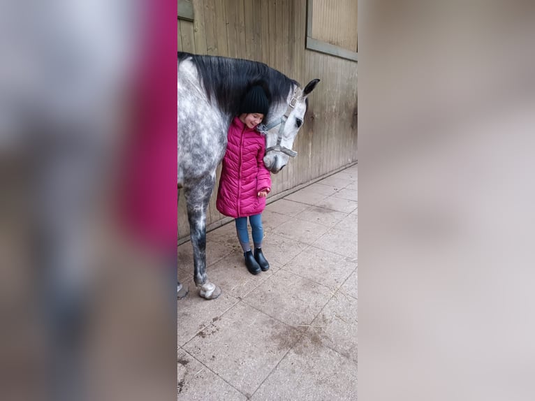 Cheval de sport irlandais Hongre 8 Ans 157 cm Gris in Poggersdorf