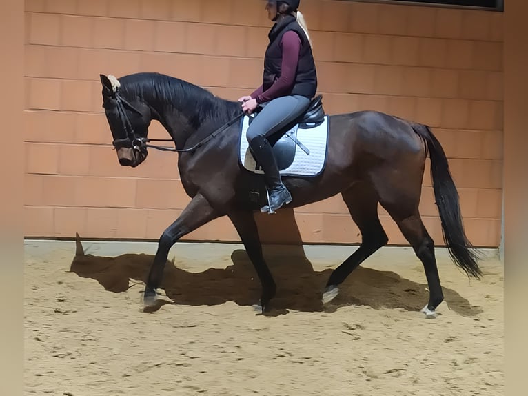 Cheval de sport irlandais Hongre 8 Ans 158 cm Bai in Lage