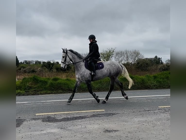 Cheval de sport irlandais Hongre 8 Ans 158 cm Gris in Sligo