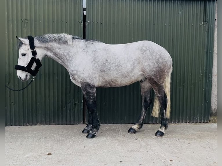 Cheval de sport irlandais Hongre 8 Ans 158 cm Gris in Sligo