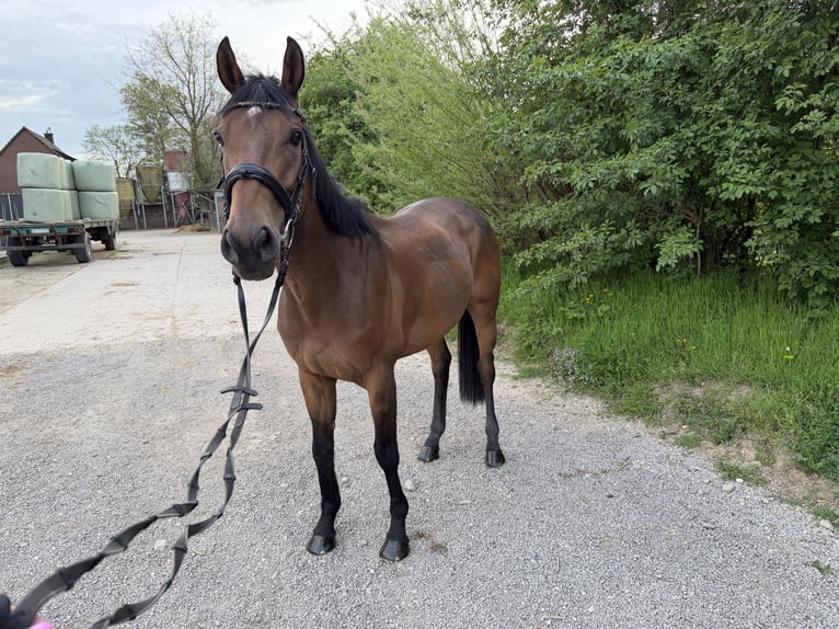 Cheval de sport irlandais Hongre 8 Ans 160 cm Bai in Grevenbroich