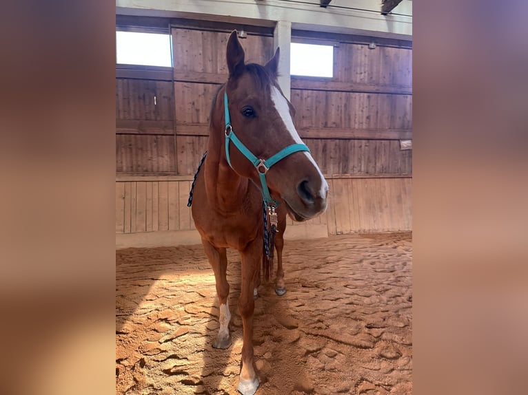 Cheval de sport irlandais Hongre 8 Ans 165 cm Alezan in Rohr