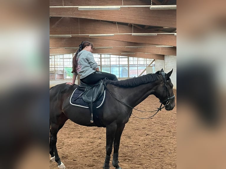 Cheval de sport irlandais Hongre 8 Ans 165 cm Bai in Floh-Seligenthal