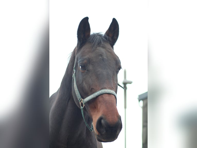 Cheval de sport irlandais Hongre 8 Ans 166 cm Bai in Springe