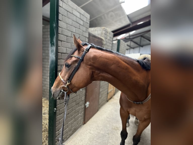 Cheval de sport irlandais Hongre 8 Ans 168 cm Bai in Oud Gastel