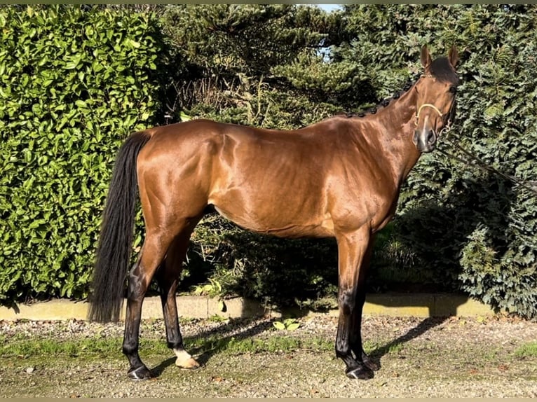 Cheval de sport irlandais Hongre 8 Ans 168 cm Bai in Oud Gastel