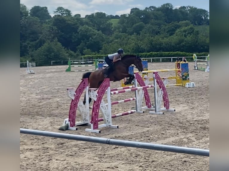 Cheval de sport irlandais Hongre 8 Ans 170 cm Bai cerise in Cork city northside