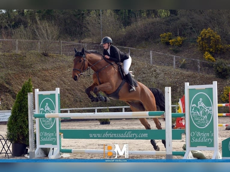 Cheval de sport irlandais Hongre 8 Ans 170 cm Bai cerise in Cork city northside