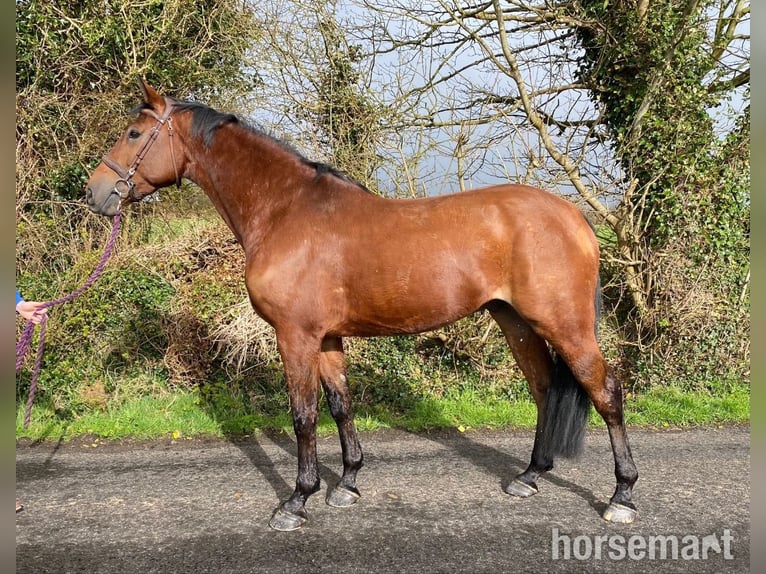 Cheval de sport irlandais Hongre 8 Ans 170 cm Bai cerise in Ballyhaunis