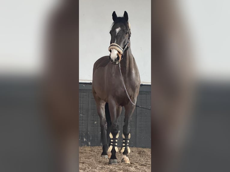 Cheval de sport irlandais Hongre 8 Ans 170 cm Bai in Someren