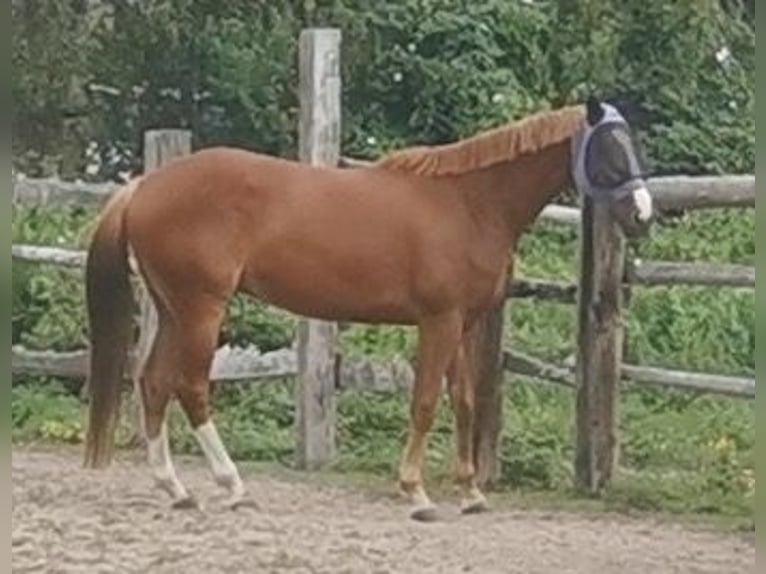 Cheval de sport irlandais Hongre 8 Ans 172 cm Alezan in Oberhausen-Rheinhausen