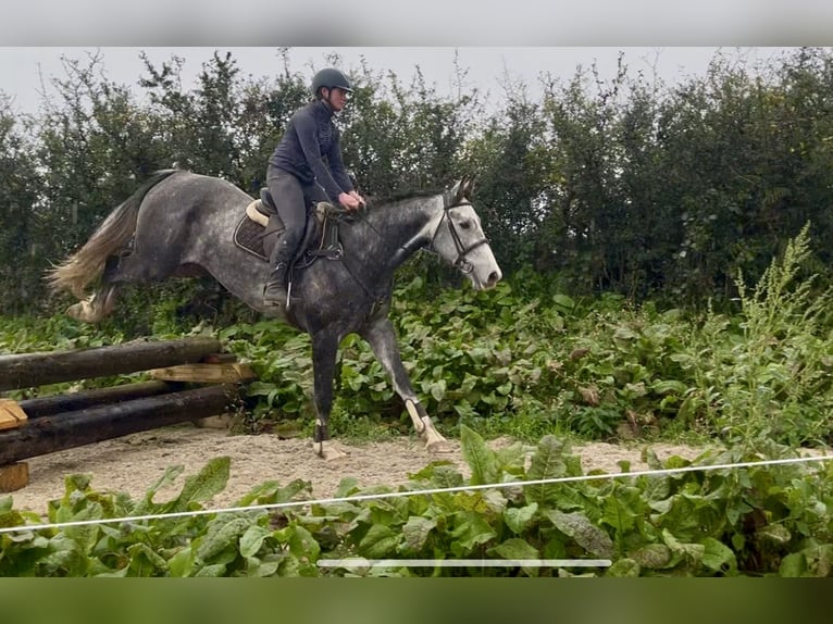Cheval de sport irlandais Hongre 8 Ans 173 cm Gris in Sligo