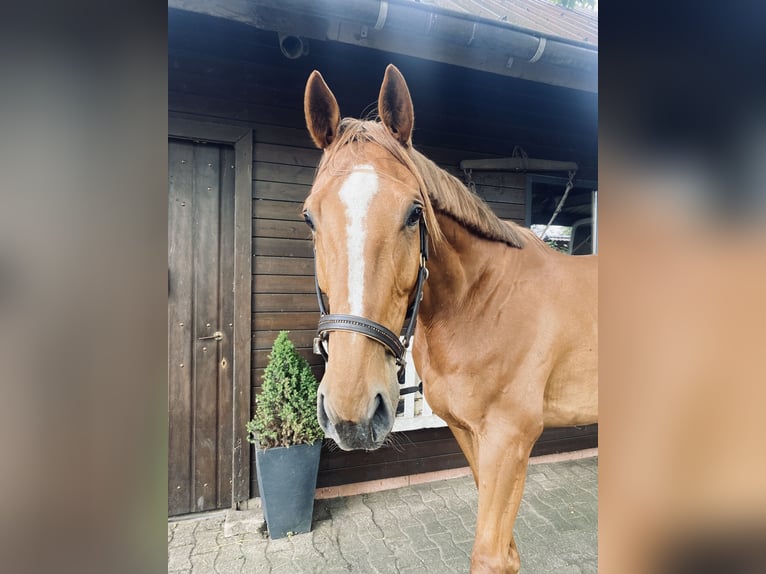 Cheval de sport irlandais Hongre 8 Ans 175 cm Alezan in Haren