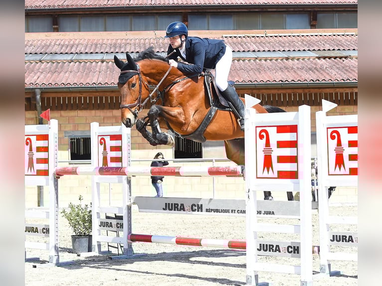 Cheval de sport irlandais Hongre 8 Ans 177 cm Bai in Bronschhofen
