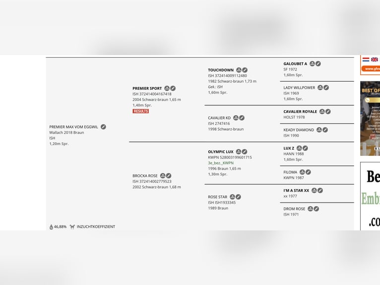 Cheval de sport irlandais Hongre 8 Ans 177 cm Bai in Bronschhofen