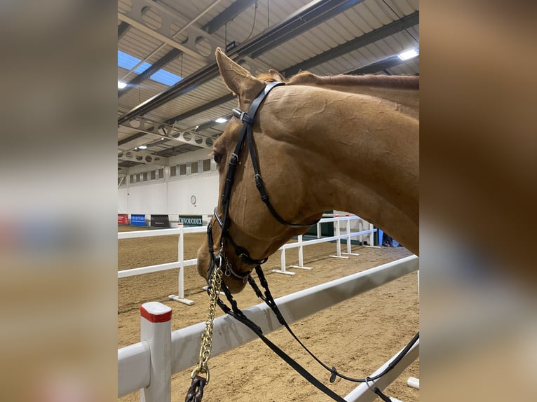 Cheval de sport irlandais Hongre 8 Ans Alezan brûlé in Manchester