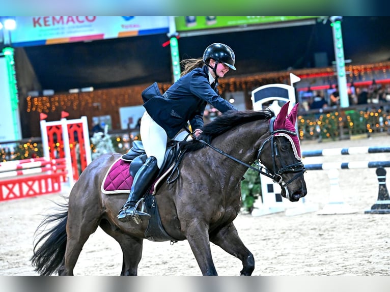 Cheval de sport irlandais Hongre 9 Ans 155 cm Noir in Wommelgem