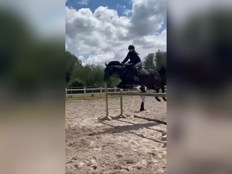 Cheval de sport irlandais Hongre 9 Ans 155 cm Noir in Wijnegem