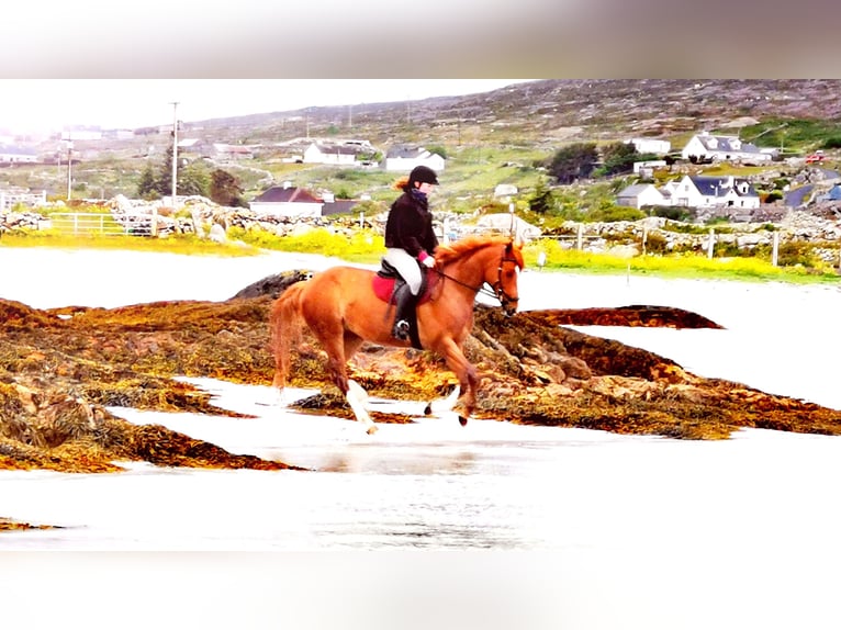 Cheval de sport irlandais Hongre 9 Ans 163 cm Alezan brûlé in Galway