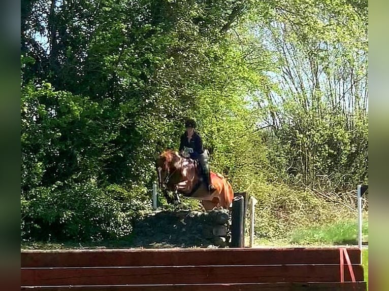 Cheval de sport irlandais Hongre 9 Ans 163 cm Alezan brûlé in Galway