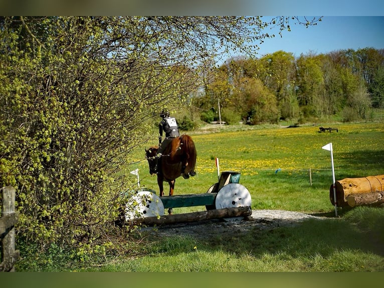 Cheval de sport irlandais Hongre 9 Ans 163 cm Alezan brûlé in Galway