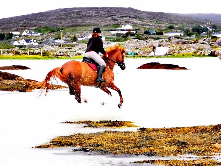 Cheval de sport irlandais Hongre 9 Ans 163 cm Alezan brûlé in Galway