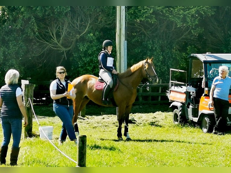 Cheval de sport irlandais Hongre 9 Ans 163 cm Alezan brûlé in Galway