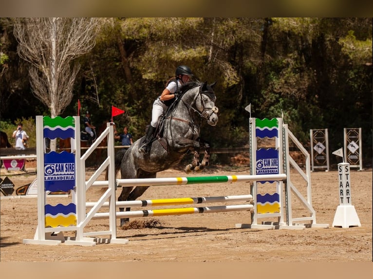 Cheval de sport irlandais Hongre 9 Ans 163 cm Gris in Santa Eul&#xE0;ria des Riu