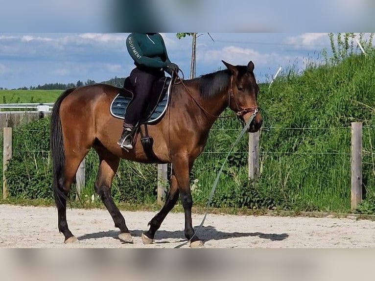 Cheval de sport irlandais Hongre 9 Ans 165 cm Bai in Korbach