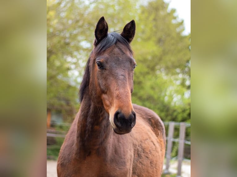 Cheval de sport irlandais Hongre 9 Ans 165 cm Bai in Korbach