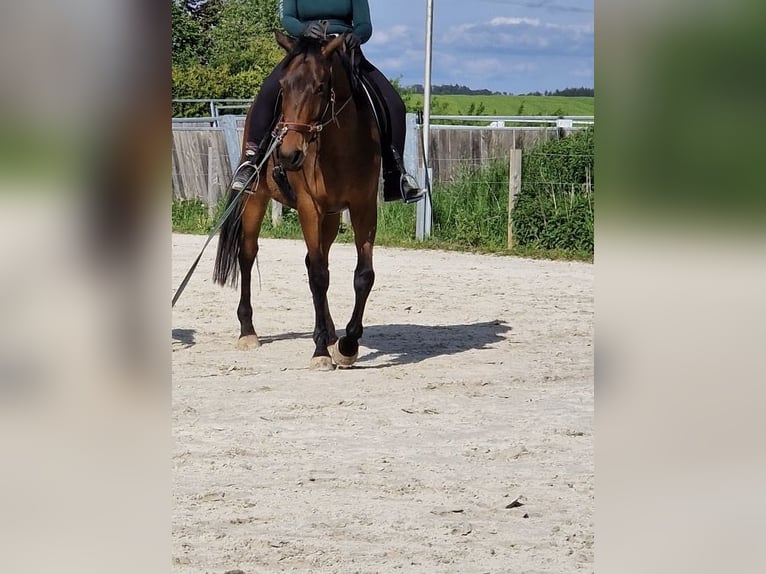 Cheval de sport irlandais Hongre 9 Ans 165 cm Bai in Wolfhagen