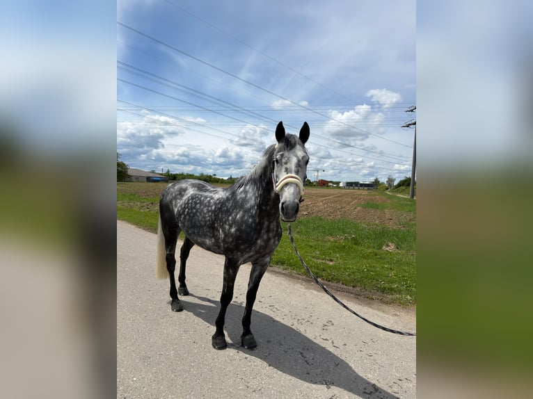 Cheval de sport irlandais Hongre 9 Ans 165 cm Gris pommelé in Efringen-Kirchen