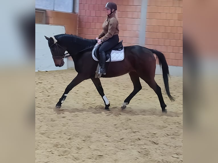 Cheval de sport irlandais Hongre 9 Ans 166 cm Bai brun foncé in Lage