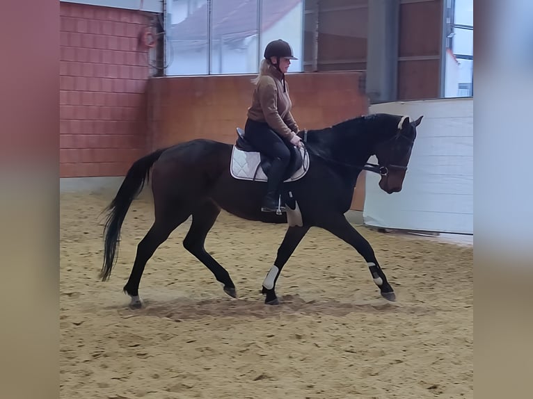 Cheval de sport irlandais Hongre 9 Ans 166 cm Bai brun foncé in Lage