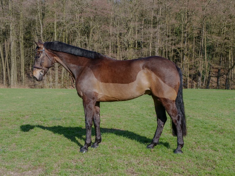 Cheval de sport irlandais Hongre 9 Ans 169 cm Bai in Ankum