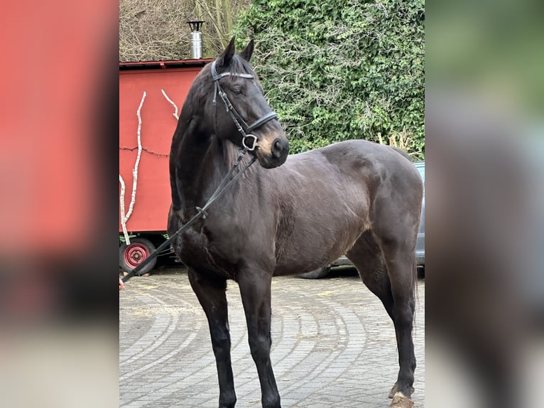 Cheval de sport irlandais Hongre 9 Ans 170 cm Bai in Witzenhausen