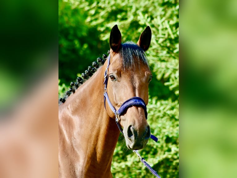 Cheval de sport irlandais Hongre 9 Ans 170 cm Bai in GROTE-BROGEL