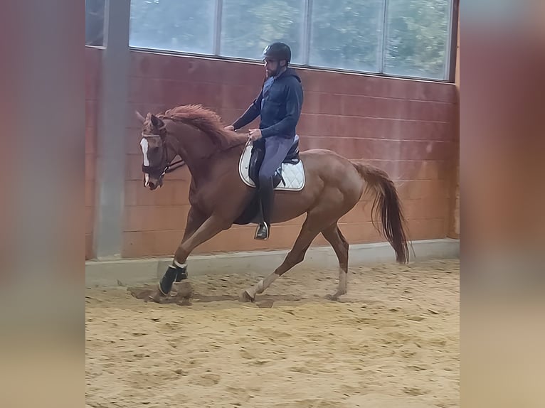 Cheval de sport irlandais Hongre 9 Ans 172 cm Alezan in Lage