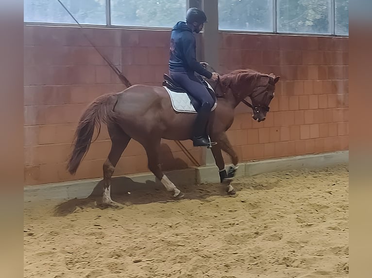 Cheval de sport irlandais Hongre 9 Ans 172 cm Alezan in Lage