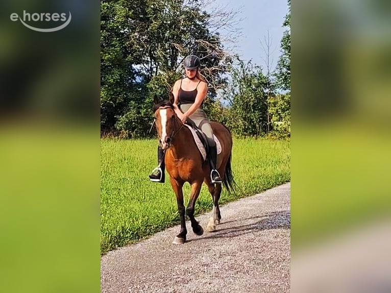 Cheval de sport irlandais Jument 10 Ans 142 cm Bai in Kirchbichl