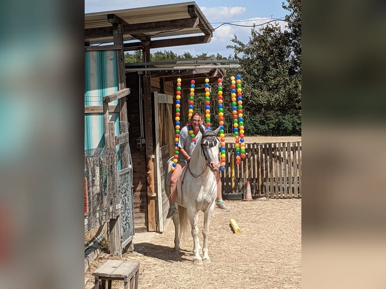 Cheval de sport irlandais Croisé Jument 10 Ans 152 cm Gris in Hahnbach