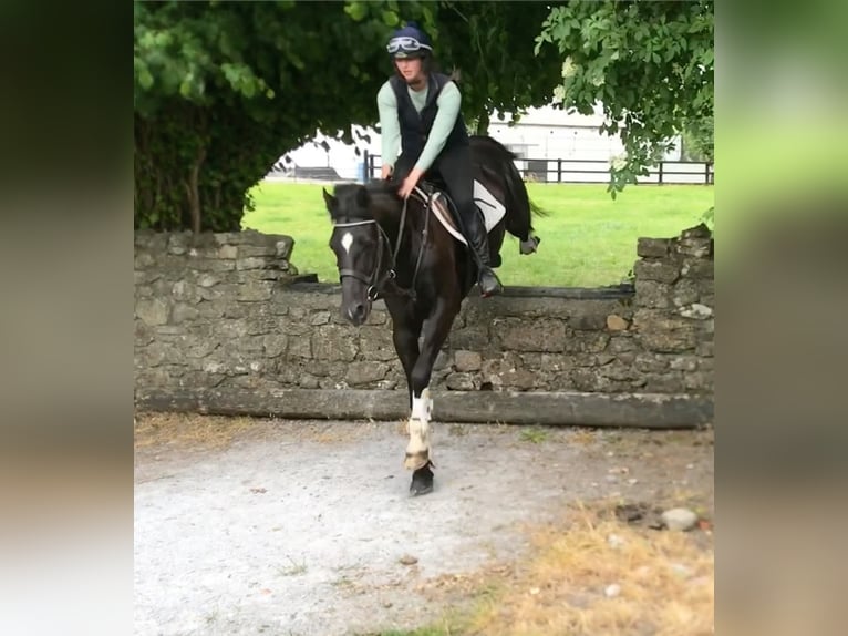 Cheval de sport irlandais Jument 10 Ans 152 cm Noir in Belfast