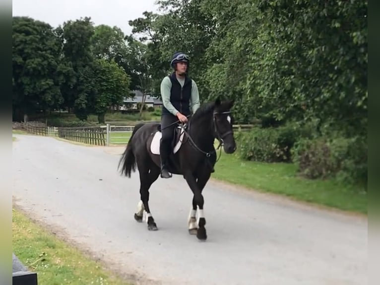 Cheval de sport irlandais Jument 10 Ans 152 cm Noir in Belfast