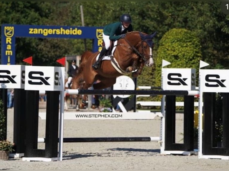 Cheval de sport irlandais Jument 10 Ans 160 cm Alezan brûlé in Waterford